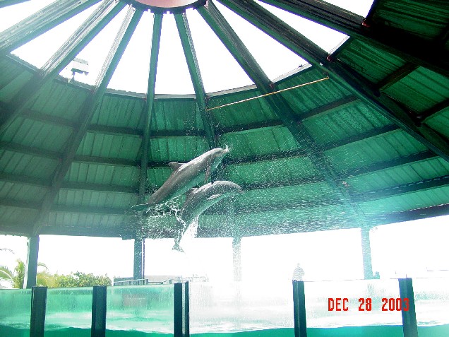 dolphinsflipsml.jpg
